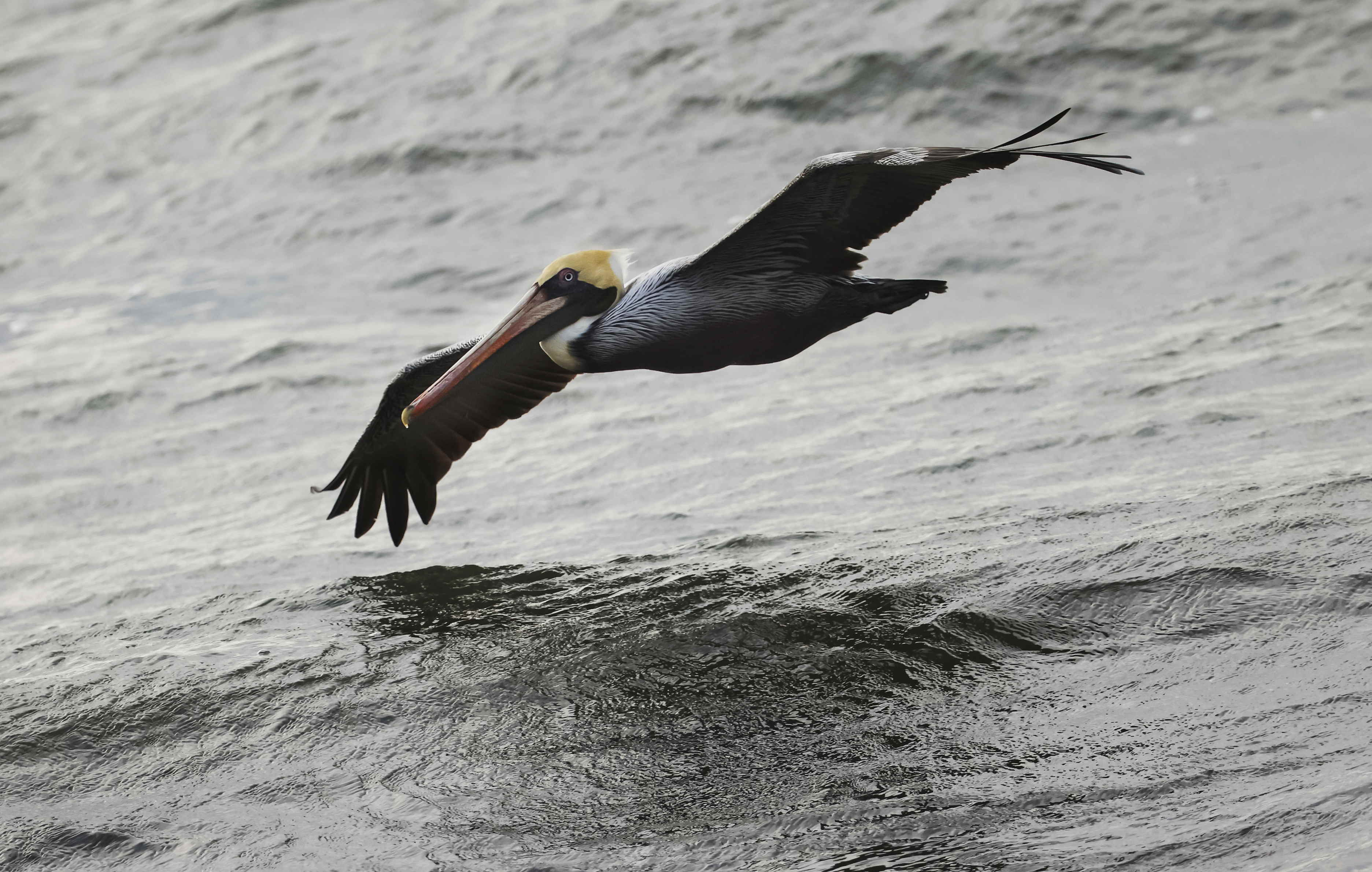 Pelicano silvestre. (Foto Prensa Libre: EFE)
