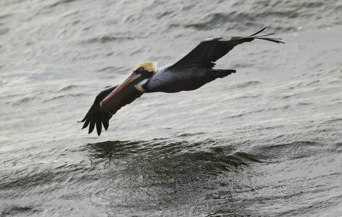 Gripe aviar H5N1: Guatemala detecta casos  en pelicanos silvestres y declaran estado de Emergencia zoosanitaria