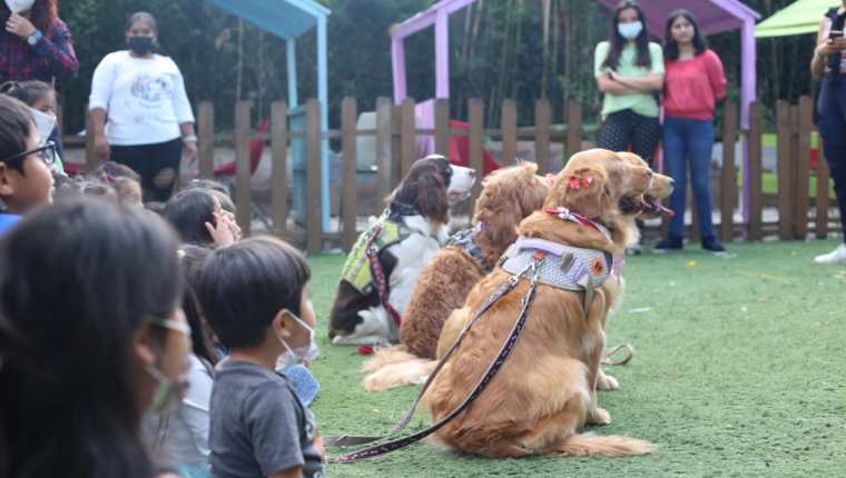 Unos 30 niños participaron de  un entretenido espectáculo con los perritos Golden Retriever. (Foto Prensa Libre: Mercadeo PL)