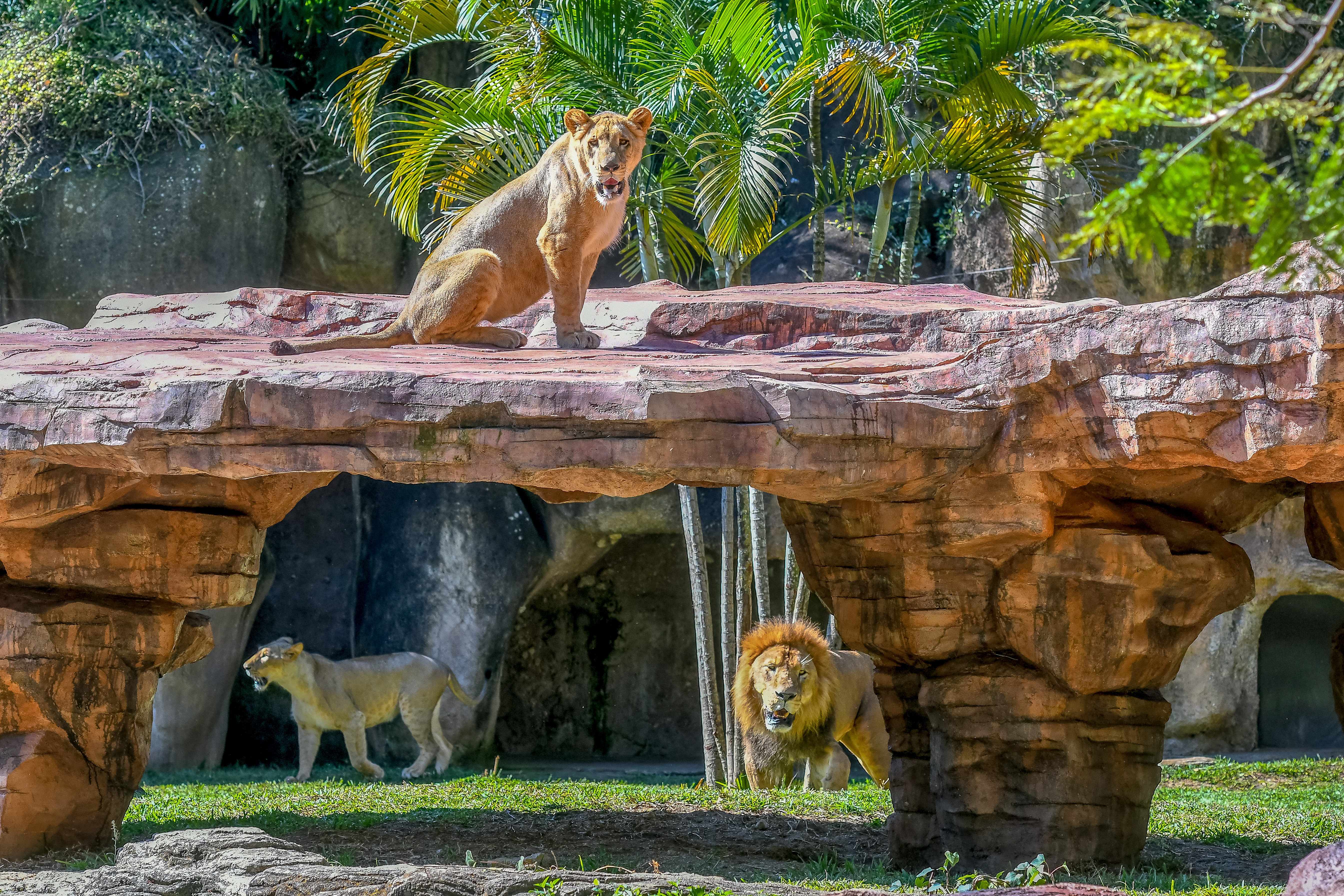 El recinto de los leones se amplió el espacio al doble, para que el león y las dos leonas tenga un lugar mejor para habitar. Foto Prensa Libre: Sergio Muñoz