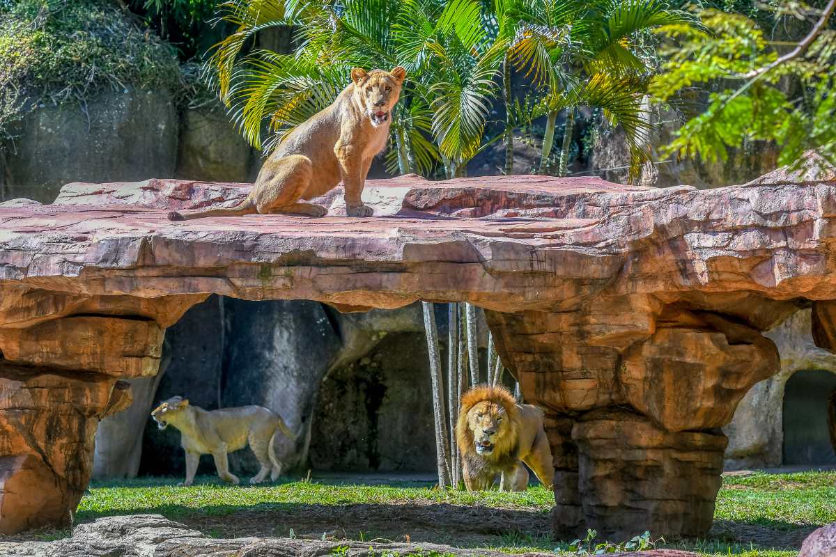 Nuevo recinto de los leones del Zoológico La Aurora