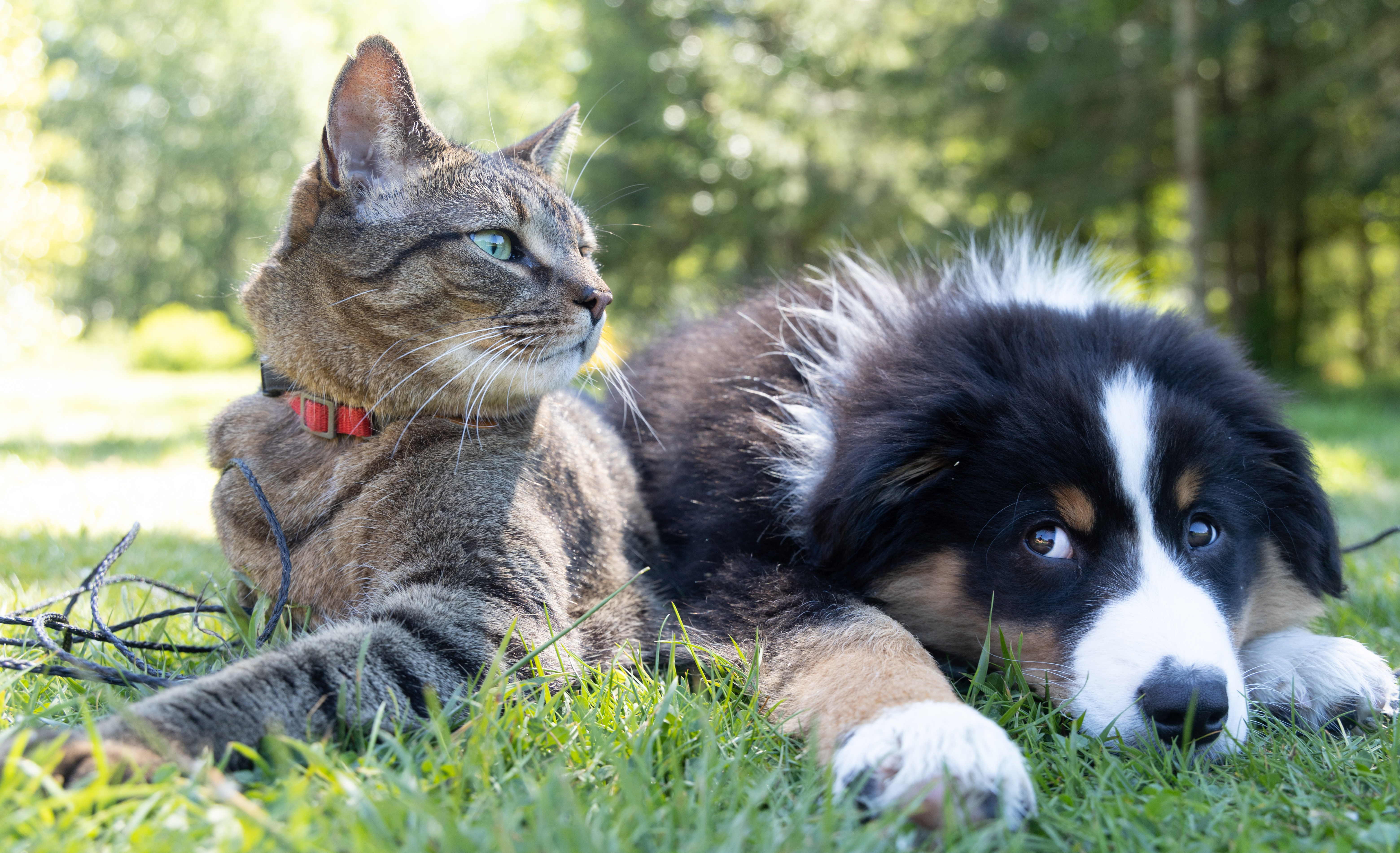 Los perros y gatos son miembros especiales de la familia y es importante el cuidado de una manera adecuada. Foto Prensa Libre: Cortesía