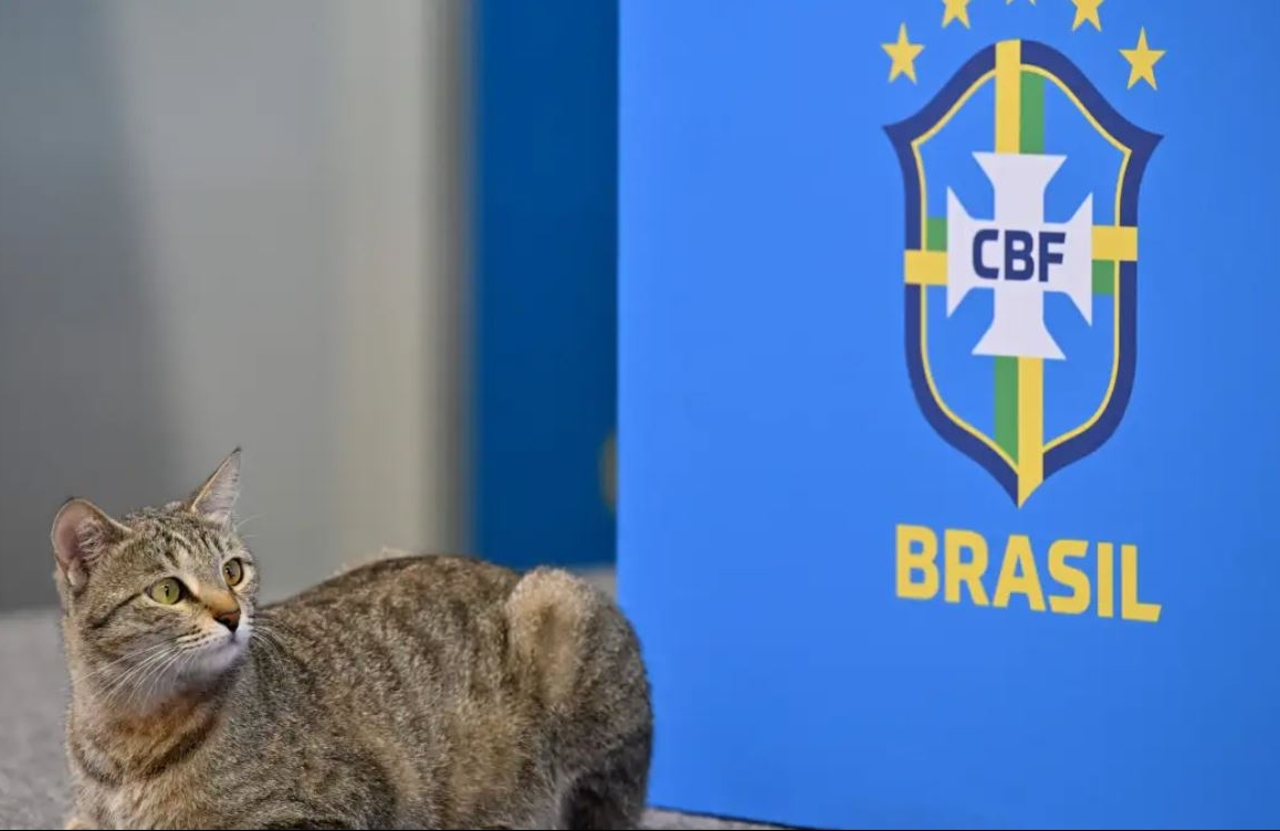 Video: el momento en que un gato interrumpe la conferencia de prensa del jugador brasileño Vinícius Jr