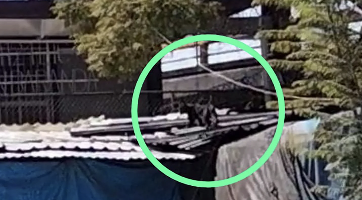 Video: Así fue captada una pantera sobre unos techos en México y estas acciones impulsan autoridades para atraparla