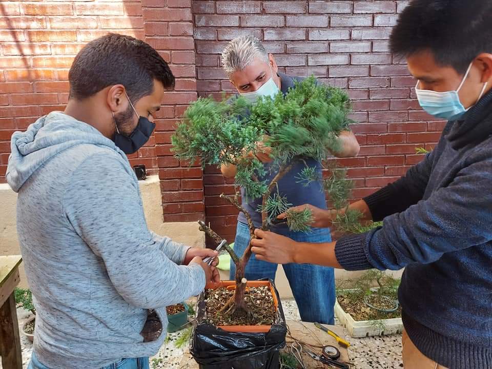 El milenario bonsái ¿qué significa tener uno en casa y cómo cuidarlo?