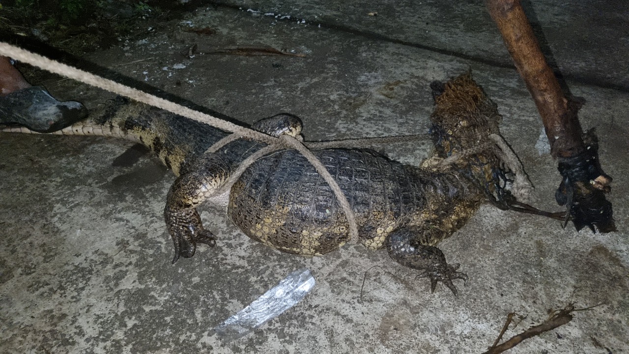 “El animal saltó”: niños que jugaban en Retalhuleu pensaban que había un perro en la calle y resultó ser un caimán
