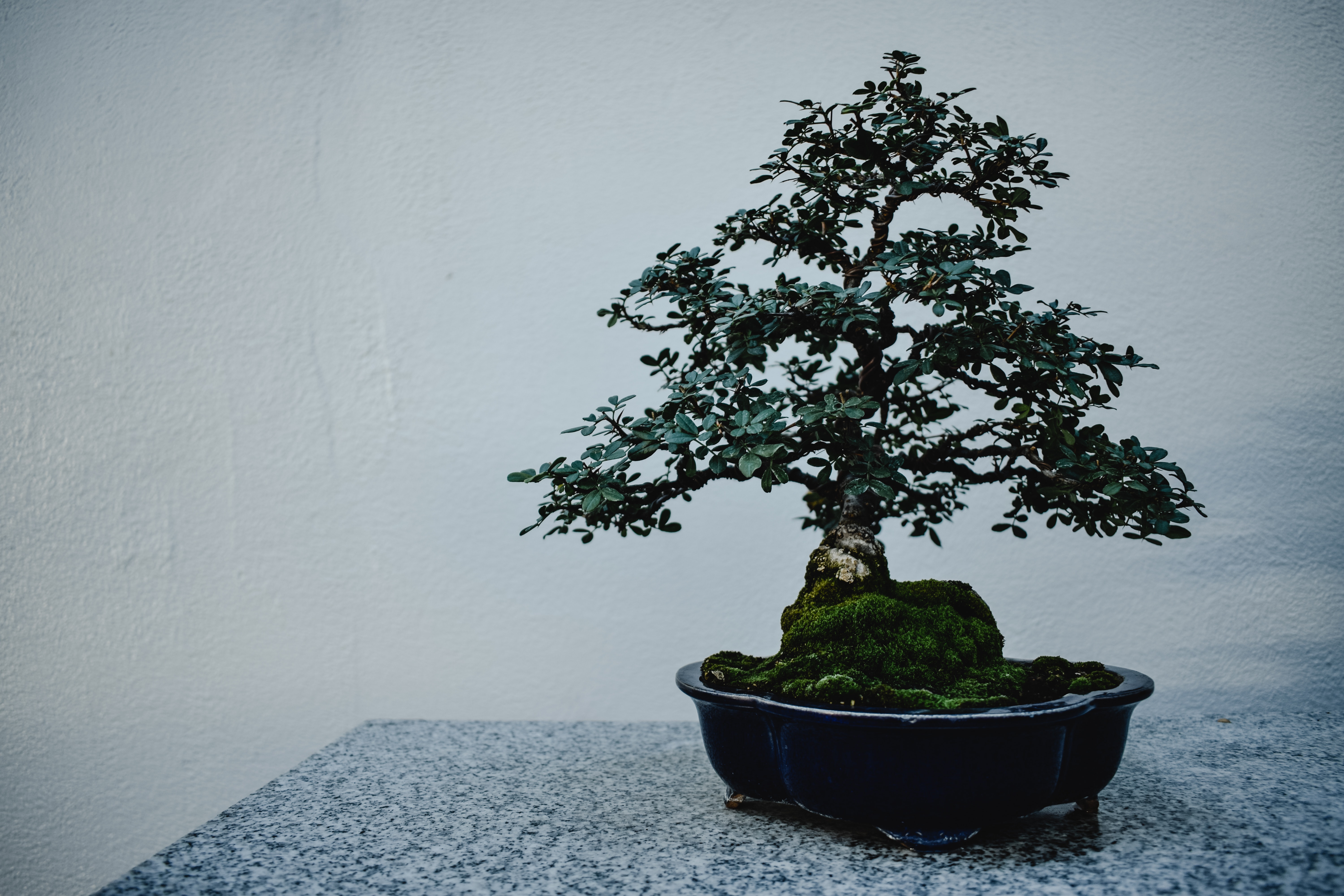 Algunos bonsái viven durante siglos.  Requieren de ciertos cuidados.  (Foto Prensa Libre: Foto de Eva Bronzini/Pexels)