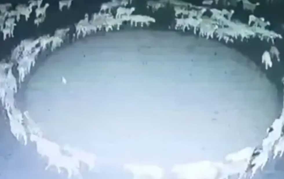 Ovejas han sido captadas caminando en círculo, pero no son los únicos animales que están teniendo ese comportamiento.  (Foto Prensa Libre: captura de video de People's Daily China)