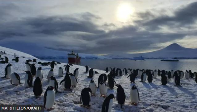 Unas 500 parejas de pingüinos juanito viven en la colonia de Port Lockroy.