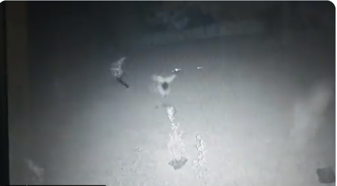 Video muestra como cuatro hombres disparan en zona 10 y autoridades dan detalles de operativos