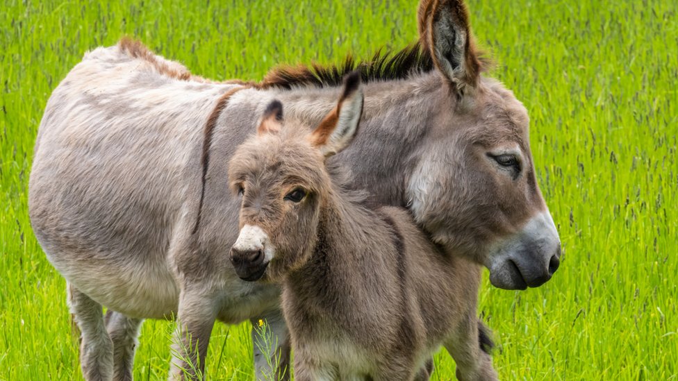 Los arqueólogos han hecho un descubrimiento que está ayudando a reescribir mucho de lo que sabemos sobre los burros. (GETTY IMAGES)