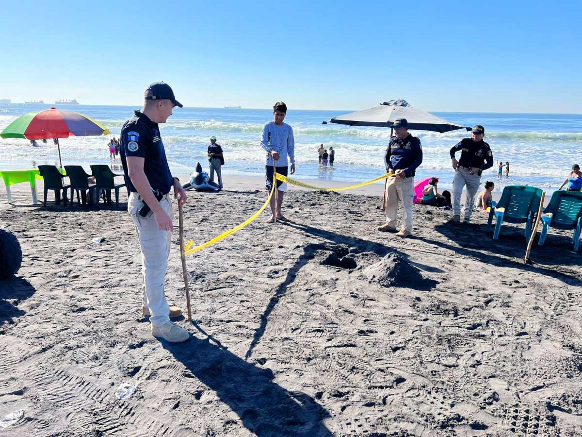 Alarma en Puerto de San José: así es la serpiente venenosa marina que encontraron turistas en la playa y qué tan letal es