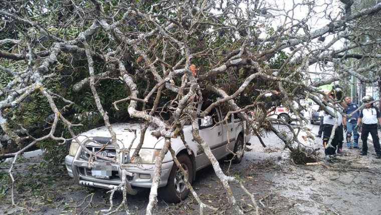 Un vehículo resultó con daños en la zona 9 capitalina por un árbol que cayó en la vía pública. (Foto Prensa Libre: Amílcar Montejo)