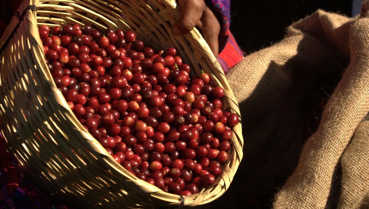 Los productores guatemaltecos de café buscan aprovechar el diferencial de precios internacionales. (Foto Prensa Libre: Hemeroteca PL).