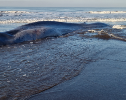Qué habría originado la muerte de una ballena en Champerico y por qué estos mamíferos buscan las costas del Pacífico en esta época