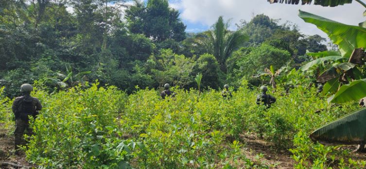 Supuesto narcolaboratorio y  plantación de hojas de coca ubicados en un terreno en la aldea Caquitul, Fray Bartolomé de Las Casas, Alta Verapaz.  (Foto Prensa Libre: Ejército de Guatemala)
