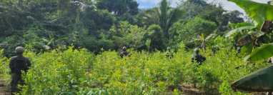 Supuesto narcolaboratorio y  plantación de hojas de coca ubicados en un terreno en la aldea Caquitul, Fray Bartolomé de Las Casas, Alta Verapaz.  (Foto Prensa Libre: Ejército de Guatemala)