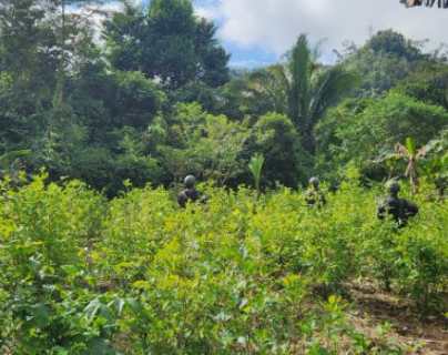Ubican narcolaboratorio y una plantación de 366 mil 500 arbustos de hoja de coca en comunidad de Fray Bartolomé de Las Casas