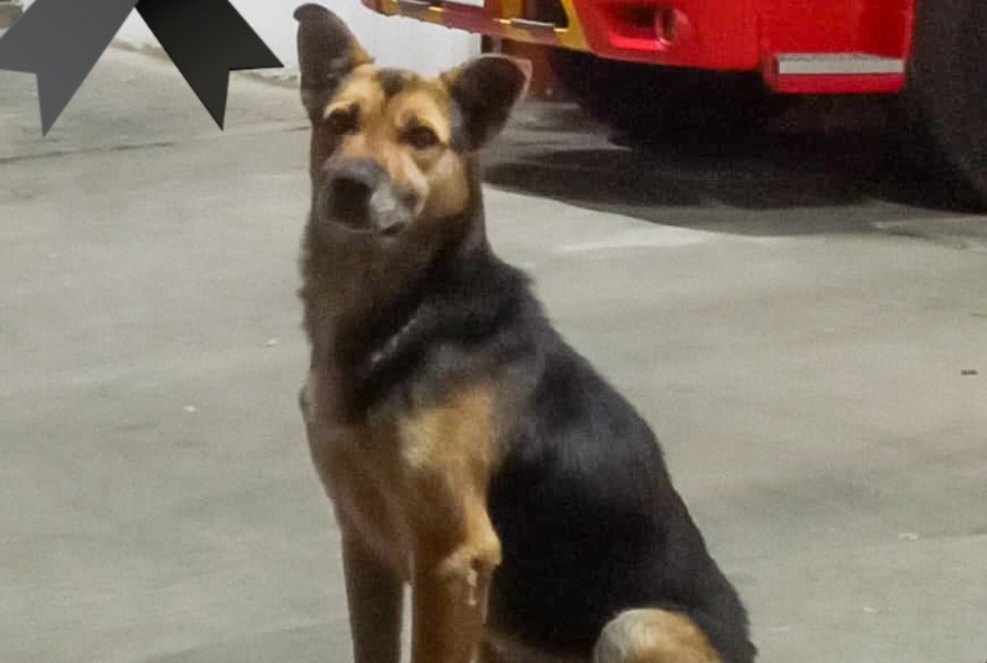 “Era muy fiel”: la historia de “Solovino”, el perro que supuestamente fue envenenado en una estación de bomberos en Chimaltenango
