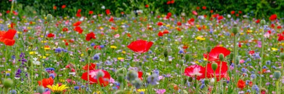 ¿Por qué tienen tantos colores las flores?