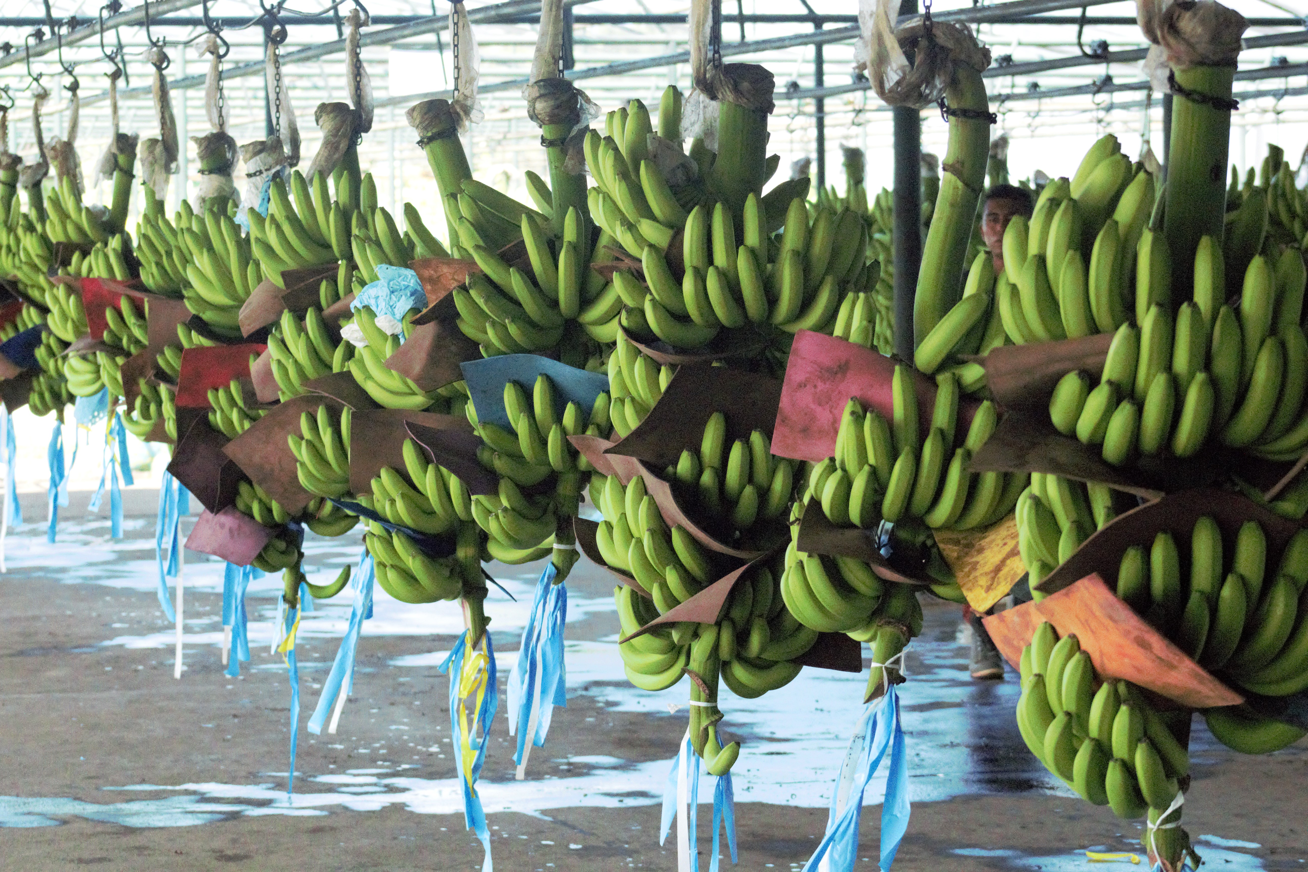 El banano es uno de los principales productos de exportación desde Guatemala, mientras que el plátano tiene un alto consumo interno según la Apib. (Foto, Prensa Libre: Maga).