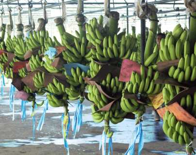 Alerta en el sector bananero: productores advierten sobre brotes de un peligroso hongo