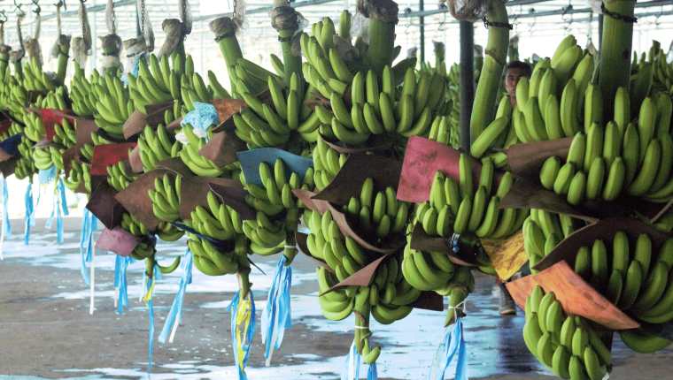 El banano es uno de los principales productos de exportación desde Guatemala, mientras que el plátano tiene un alto consumo interno según la Apib. (Foto, Prensa Libre: Maga).