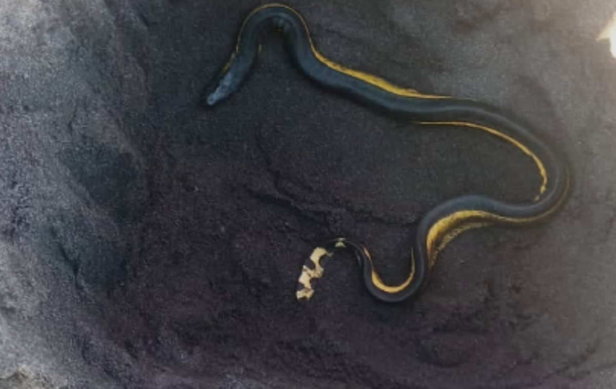Serpiente venenosa en Puerto de San José: experto detalla qué pudo haber originado que reptil buscara refugio en la playa