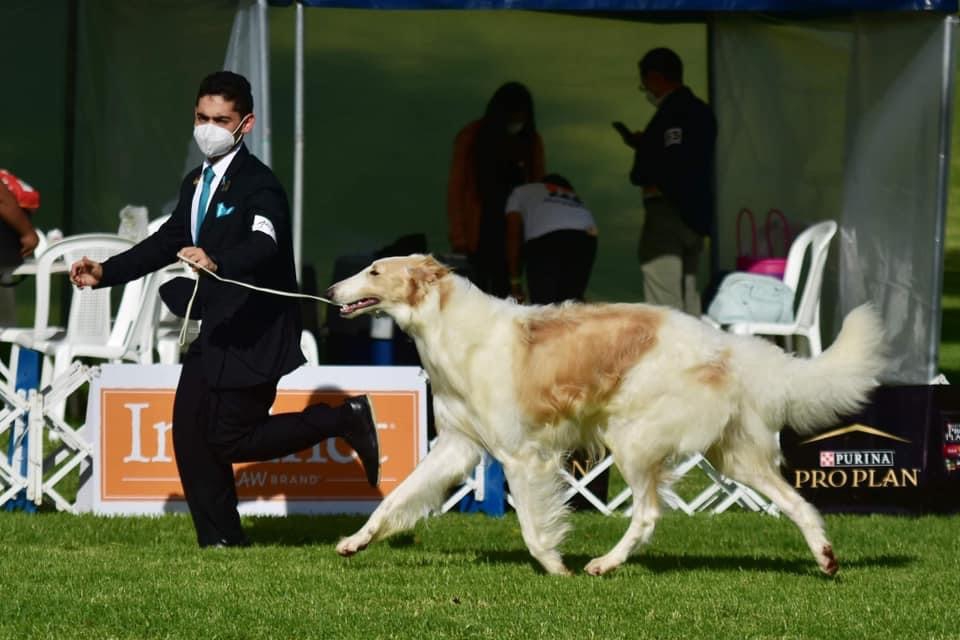Todor es un galgo y campeón guatemalteco, propiedad de Adrián Soberanis, criador y expositor de galgos y lebreles. (Foto Prensa Libre, cortesía de Adrián Soberanis)