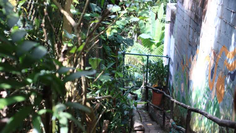 El área boscosa de Vista Hermosa 2, según vecinos, ha sido utilizada para que ingresen criminales a robar en las residencias. (Foto Prensa Libre: Carlos Hernández)