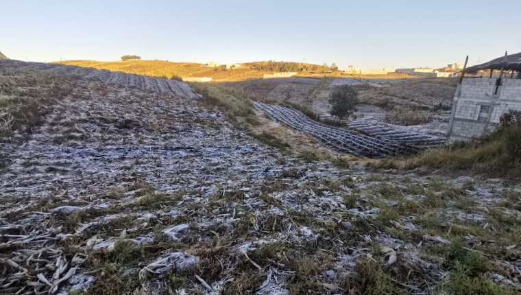 Una helada afectó los cultivos en un área en la cumbre de Alaska, situada en Santa Catarina, Ixtahuacán, Sololá. (Foto Prensa Libre: Raúl Barreno)