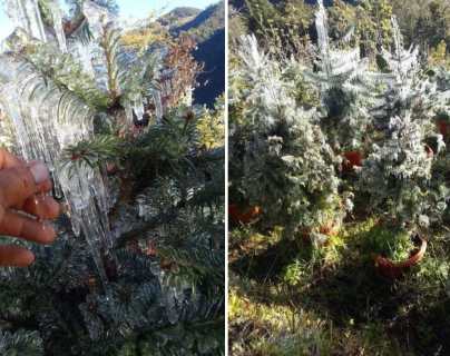 Clima en Guatemala: el video que muestra la vegetación helada a causa de las bajas temperaturas en Ixchiguán, San Marcos