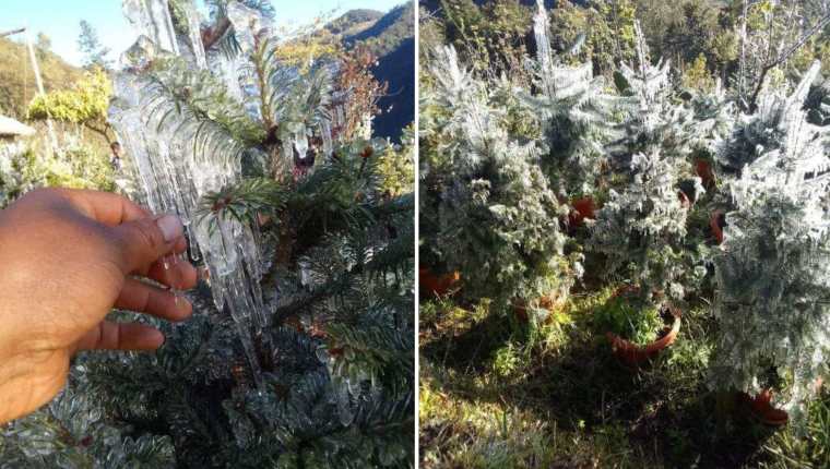 Los vecinos de Ixchiguán, San Marcos captaron imágenes de la vegetación helada a causa de las bajas temperaturas de la época. (Foto Prensa Libre: San Marcos Informativo)