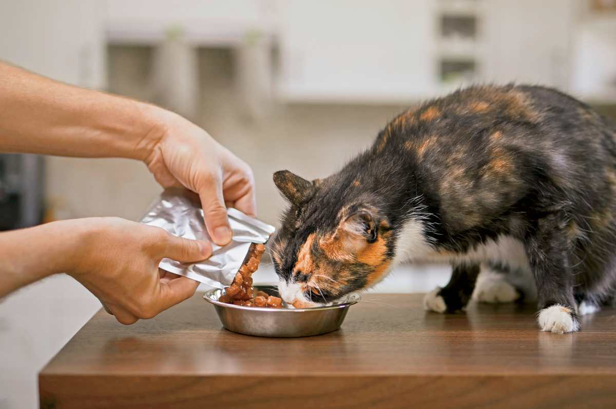 Alimento húmedo para perros y gatos