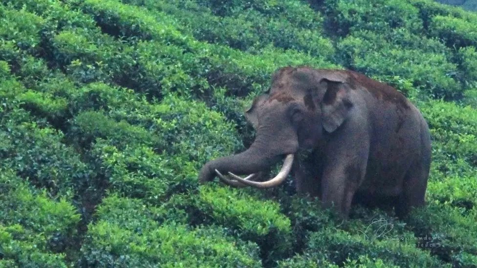 El elefante Padayappa es un héroe local en el estado indio de Kerala.