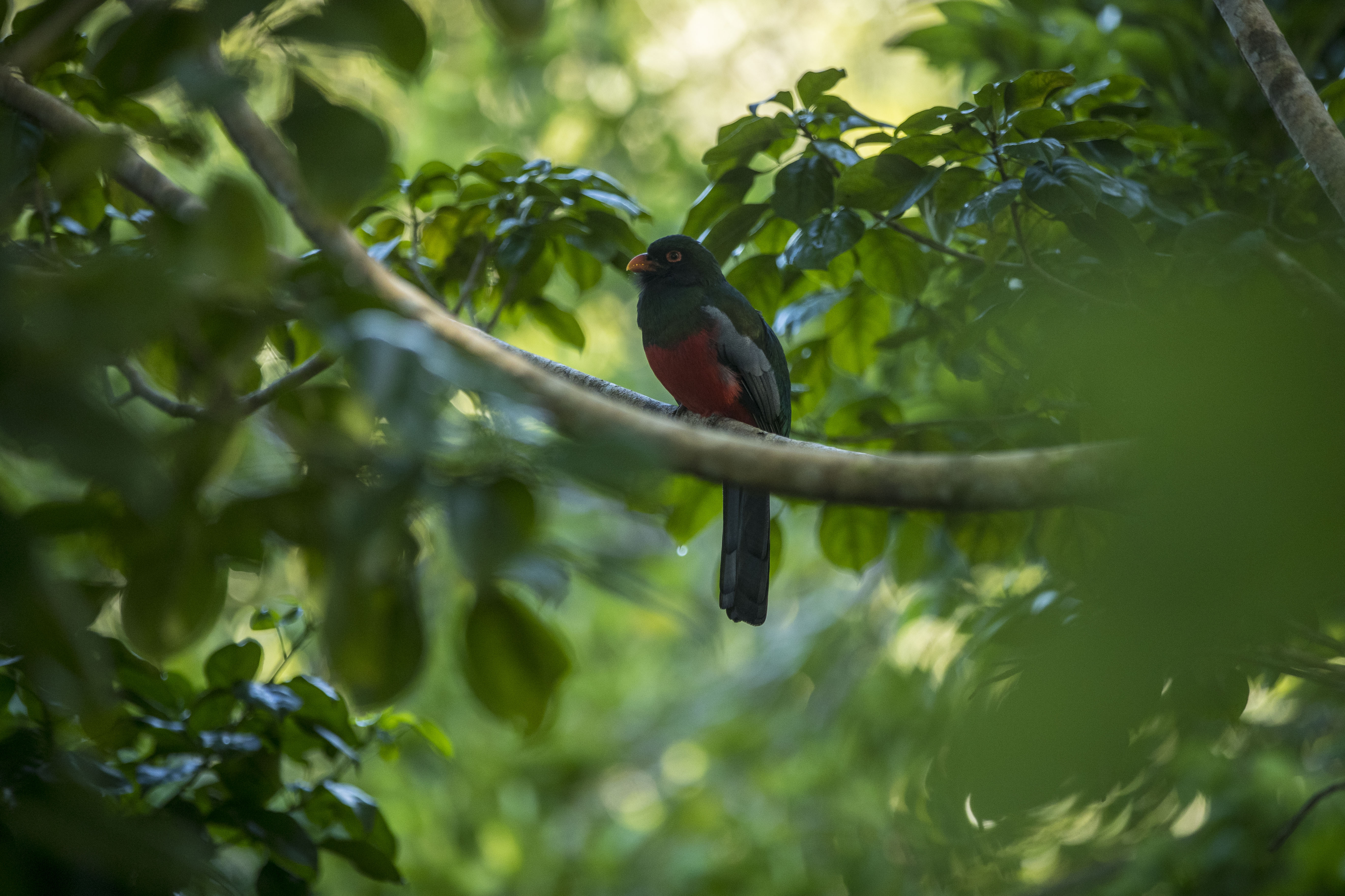 AME1355. PETÉN (GUATEMALA), 03/02/2023.- Un ave trogon es visto en la selva de Petén donde se albergan animales y el parque arqueológico de Yaxhá, el 02 de febrero de 2023 en Petén (Guatemala). Organizaciones comunitarias en el norte de Guatemala ofrecen servicios de ecoturismo en el sitio arqueológico de Yaxhá, en el extremo noreste del país centroamericano y son respaldados por instituciones estatales para prevenir los incendios forestales que amenazan esta zona selvática. EFE/ Esteban Biba