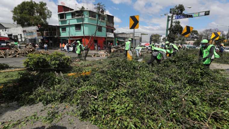 Un árbol causó destrozos en la avenida La Castellana este lunes 20 de febrero. (Foto Prensa Libre: E. Vargas)