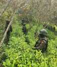Una plantación de hoja de coca fue localizada por el Ejército de Guatemala en Alta Verapaz. (Foto Prensa Libre: Ejército de Guatemala)