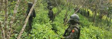 Una plantación de hoja de coca fue localizada por el Ejército de Guatemala en Alta Verapaz. (Foto Prensa Libre: Ejército de Guatemala)