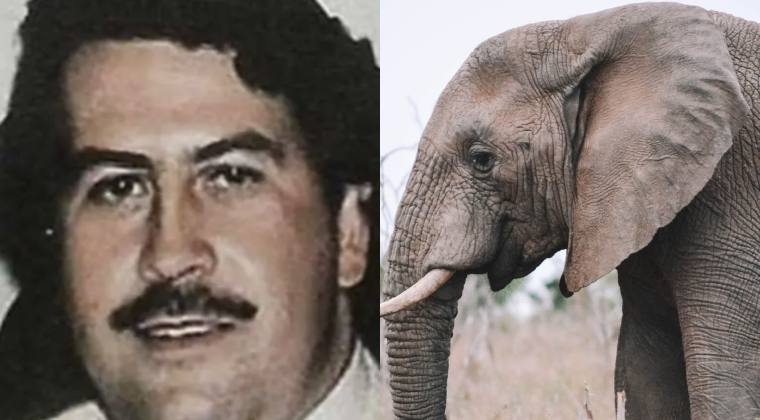 Elefante Pablo Escobar