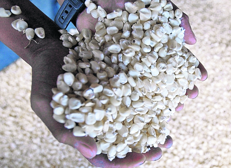 El mal almacenamiento del maíz puede llevar a la formación de aflatoxinas. (Foto Prensa Libre: Hemeroteca PL)