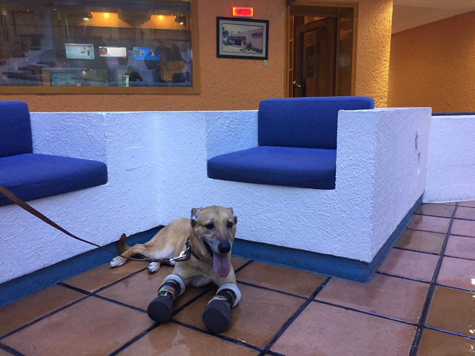 Milagros Caninos es un albergue que recebe a perros en condiciones graves de salud, como Pay de Limón. (Foto Prensa Libre: Facebook Milagros Caninos)