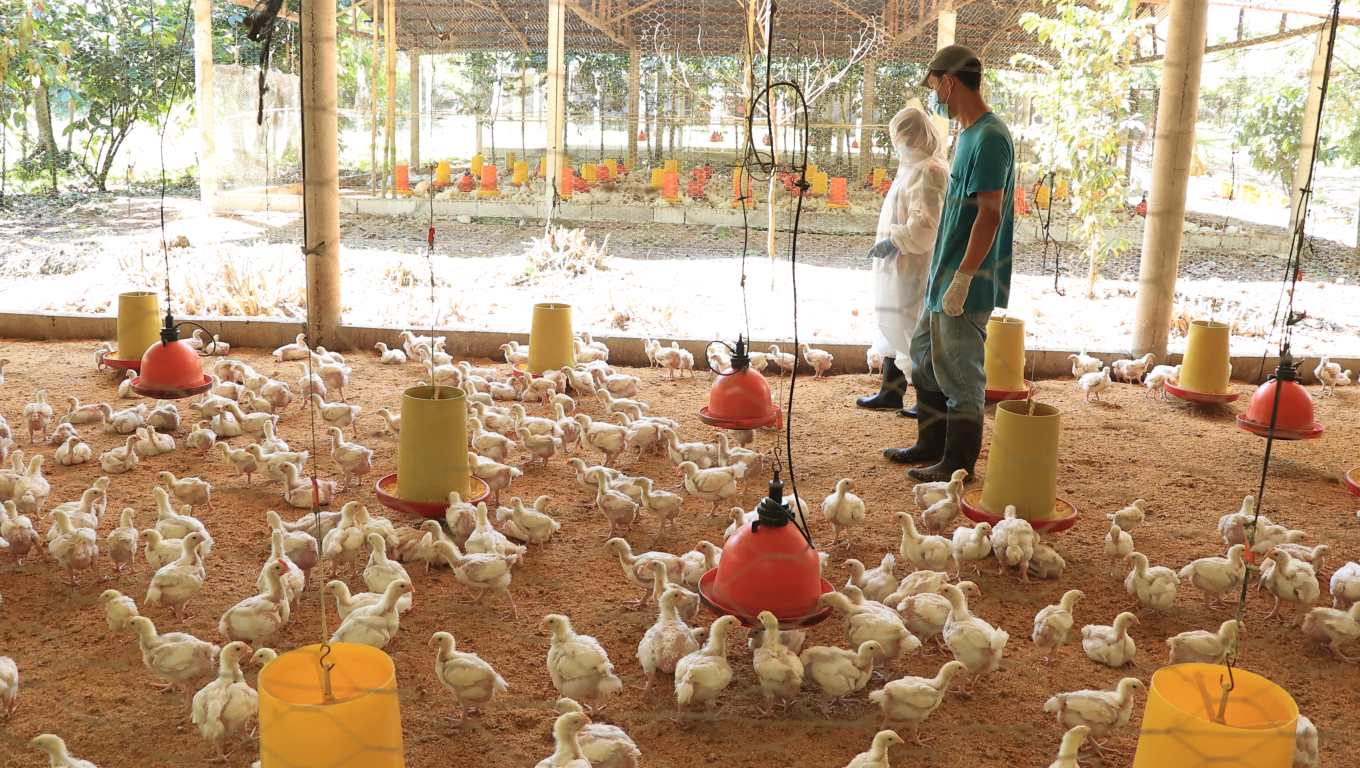 Influenza aviar Guatemala