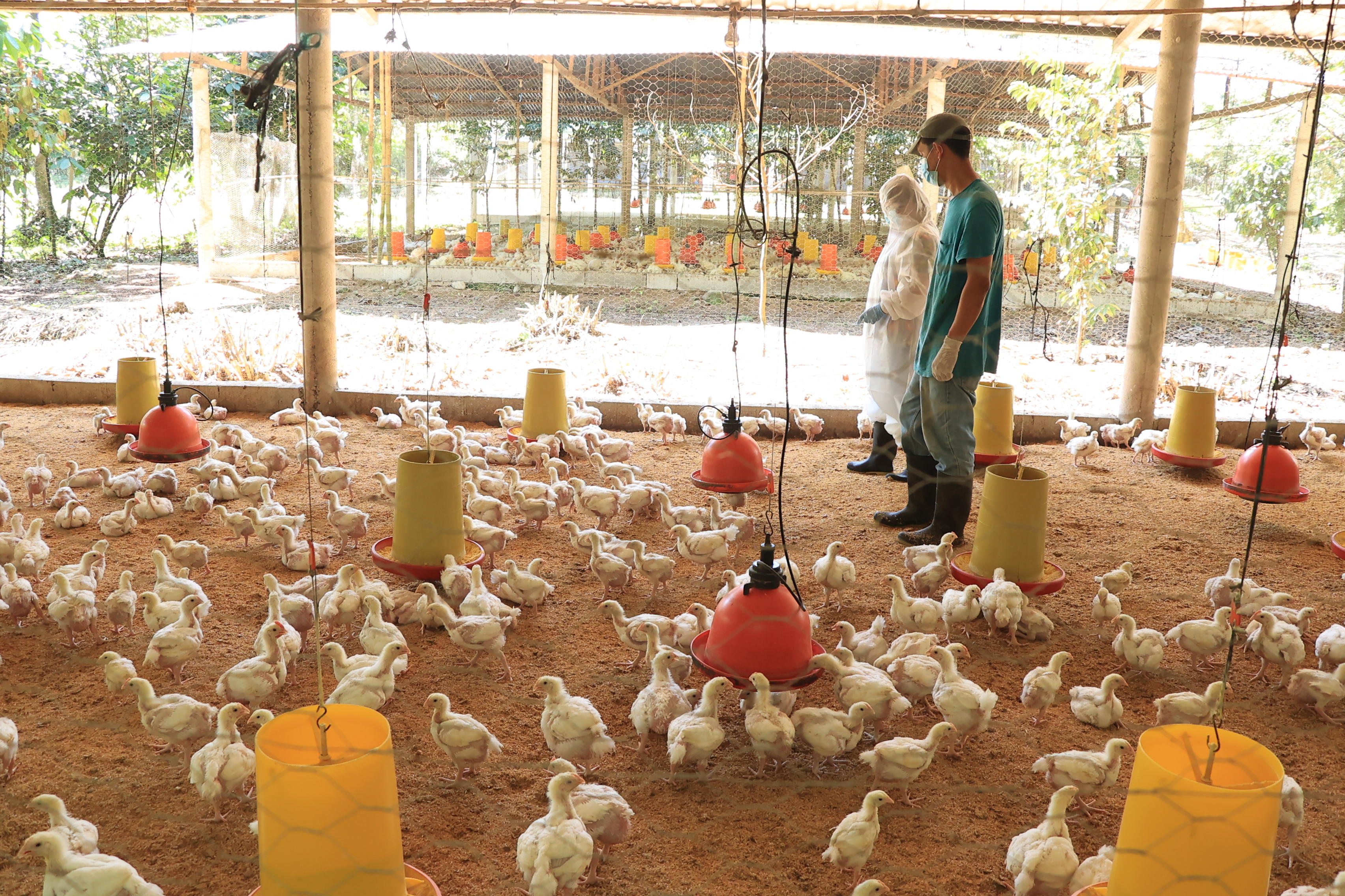 Influenza aviar Guatemala