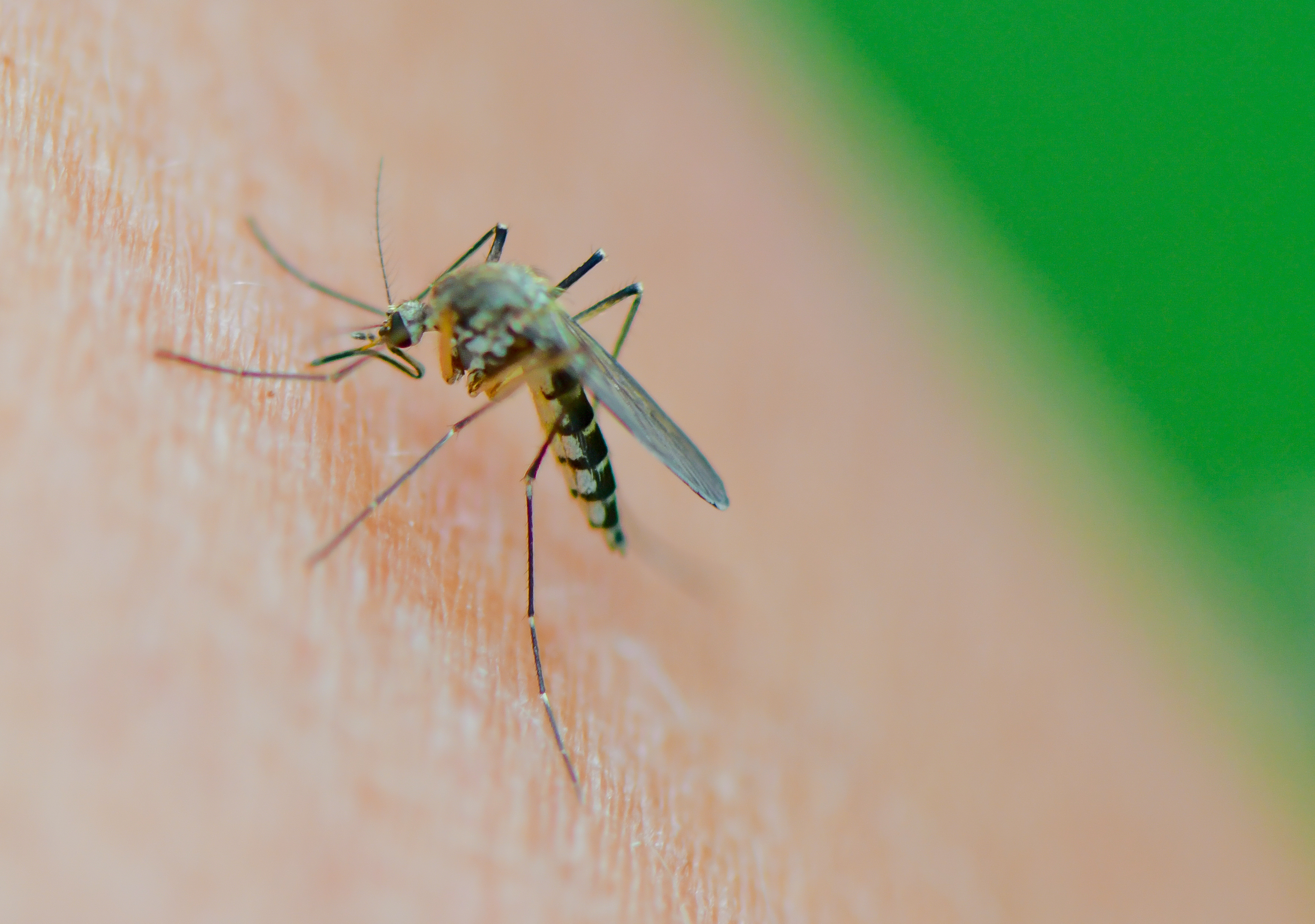 ¿Cómo tratar las picaduras de mosquito?