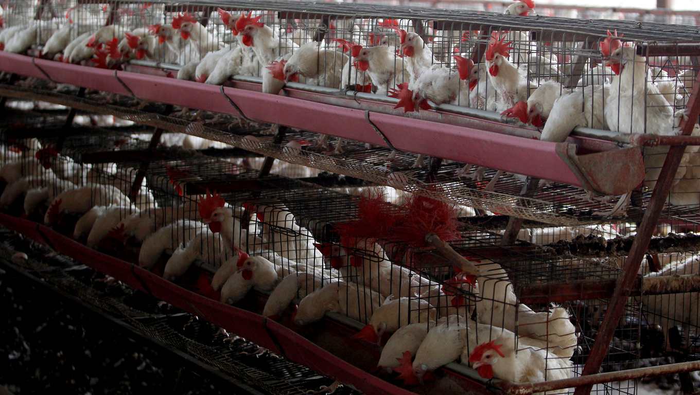 Las autoridades de Salud de Guatemala aseguran que la producción avícola nacional está libre de la gripe aviar. (Foto Prensa Libre: EFE)
