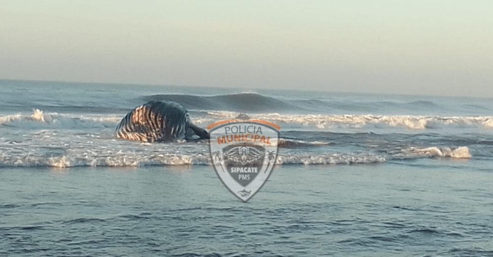 La ballena fue encontrada en Sipacate, Escuintla. (Foto Prensa Libre: Municipalidad de Sipacate) 