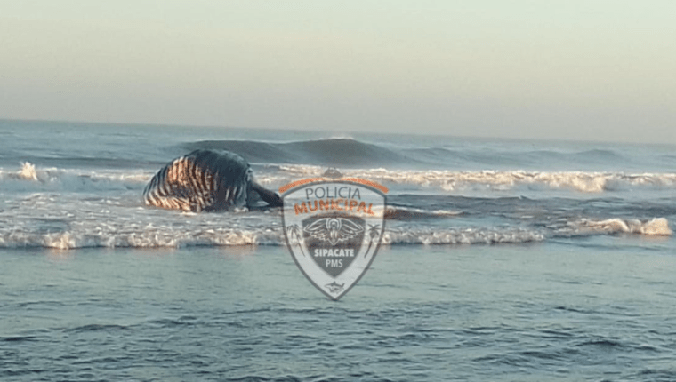 La ballena fue encontrada en Sipacate, Escuintla. (Foto Prensa Libre: Municipalidad de Sipacate) 