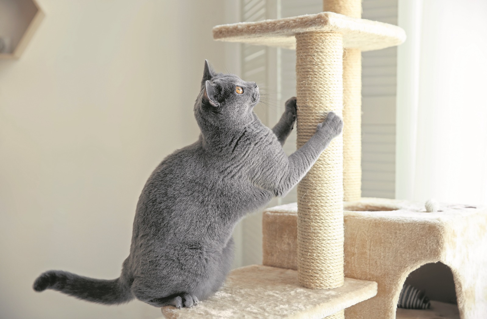 El rascado para los gatos  es una conducta indispensable para el felino, por lo que se debe facilitar en casa. (Foto Prensa Libre, Shutterstock)