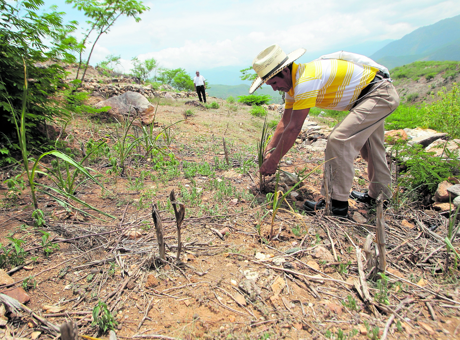 La escasa cosecha de granos como el maíz, golpea a las familias rurales que están en inseguridad alimentaria. (Foto Prensa Libre: Hemeroteca PL)